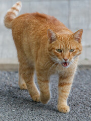 A cat is walking on a sidewalk