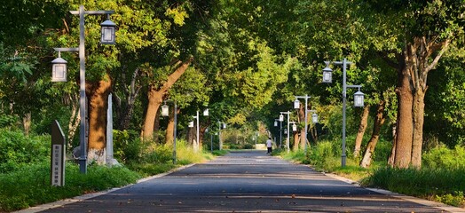 Tranquil Arbor Trail: Urban Wellness Haven
