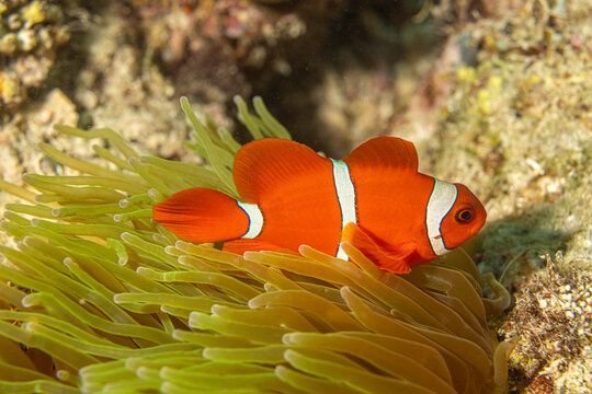 Clownfish @ Mabul Island, Malaysia