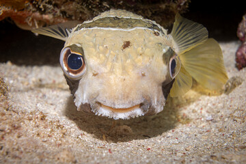 Pufferfish @ Mabul Island, Malaysia © Travel Tips Stories