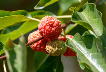 Three small red fruits are hanging from a tree
