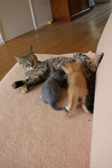A tabby mother cat with her kittens lying on a couch feeding them