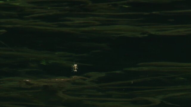 In the velvet stream &ndash;  mayfly and  algae drifting through soft green currents