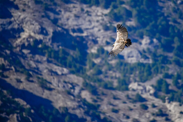 Griffon Vulture or Gyps fulvus in flight.