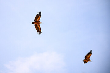 Pair of Griffon Vultures or Gyps fulvus in flight.