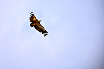 Griffon Vulture or Gyps fulvus in flight.