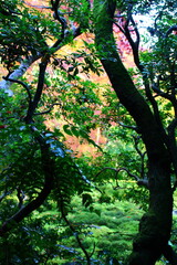 Obraz premium 紅葉と庭園