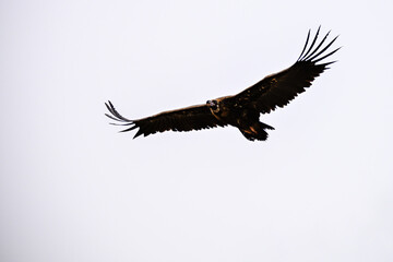 Griffon Vulture or Gyps fulvus in flight.