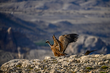 Griffon vultures or Gyps fulvus perched on the mountain.