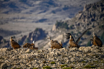 Griffon vultures or Gyps fulvus perched on the mountain.