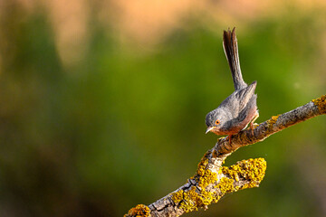 Subalpine Warbler - Sylvia cantillans, perched on a tree branch