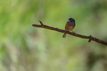 Wild Bunting or Emberiza cia, perched on a twig.