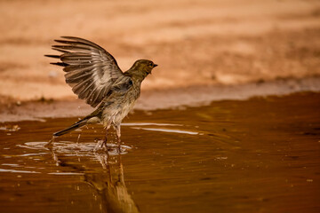 Whooping Sparrow or Petronia petronia, reflected in the spring.