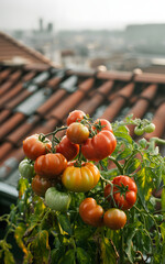 Ripe red tomatoes growing on a vine on a rooftop garden overlooking a city skyline