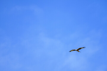 Majestic bird of prey gliding with wings spread wide