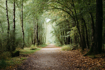 Obraz premium A serene forest path winding through lush woodland with dappled sunlight filtering through the canopy, fallen leaves along the trail and tall trees creating a peaceful natural scene.
