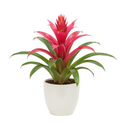 Vibrant red bromeliad plant in a white pot isolated on transparent background
