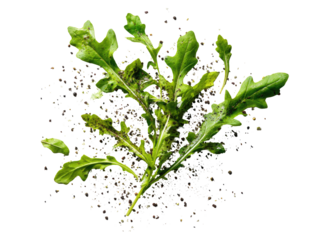 Fresh arugula leaves on dark soil