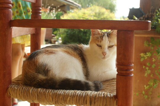 A calico cat sitting on a chair on a porch enjoying sunny weather