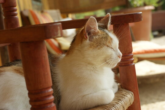 A calico cat sitting on a chair on a porch enjoying sunny weather