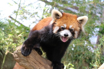 レッサーパンダ