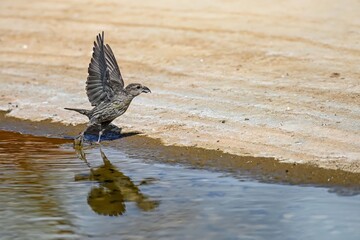 Crossbill or Loxia curvirostra, reflected in a golden spring.