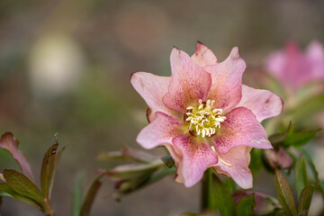 Close-up of Delicate Pink Hellebore Flower in Bloom