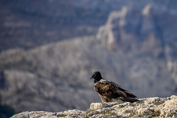 Bearded vulture or Gypaetus barbatus, together with griffon vultures.