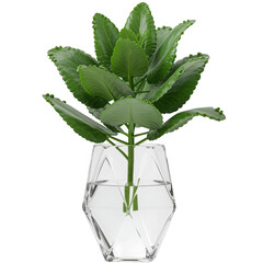 Green succulent plant in a clear glass vase isolated on transparent background
