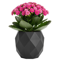 Pink kalanchoe flowering plant in a geometric pot isolated on transparent background