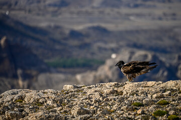 Bearded vulture or Gypaetus barbatus, together with griffon vultures.