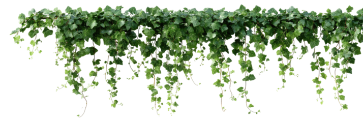 Lush greenery cascading in a horizontal display