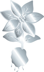 Silver Poinsettia Plant 