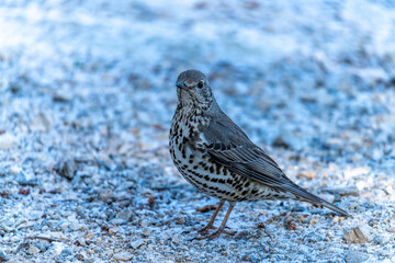 Common Thrush or Turdus viscivorus, perched on the ground.