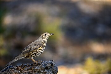 Common Thrush or Turdus viscivorus, perched on a rock.