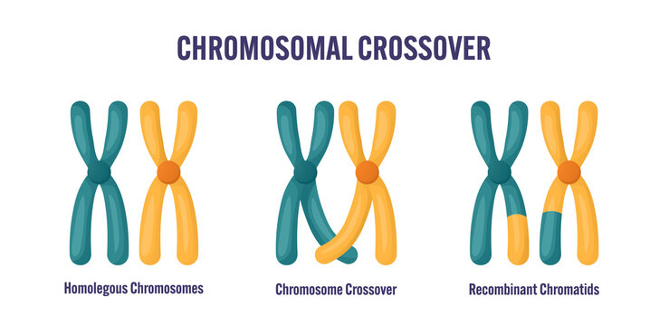 Chromosomal crossover diagram showing homologous chromosomes crossing over process, and recombinant chromatids for meiosis genetics illustration educational infographic biology class textbook material