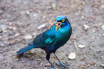 South Africa, Kruger National Park,  Cape glossy Starling (Lamprotornis nitens)
