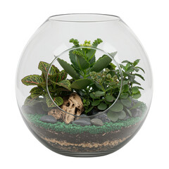 Glass terrarium with miniature plants and skull isolated on transparent background
