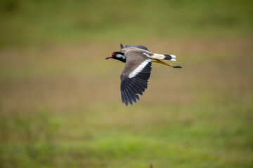 Obraz premium The red-wattled lapwing is a large wader native to Asia, known for its loud and repetitive alarm call that sounds like 