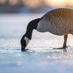 Goose foraging on frozen ice, golden light