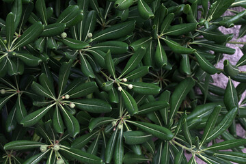 Pittosporum Fruits and leaves close up