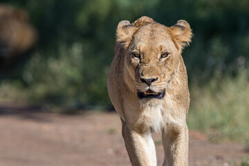 South Africa, Kruger National Park,  Lion (Panthera leo), female