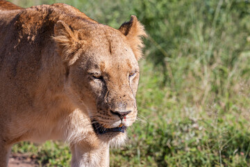 South Africa, Kruger National Park,  Lion (Panthera leo), female