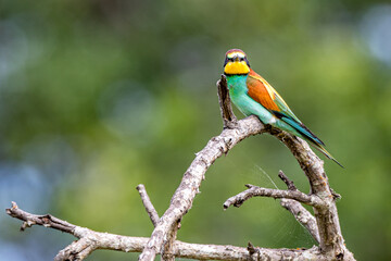South Africa, Kruger National Park,  European Bee-eater (Merops apiaster)