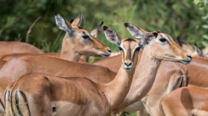 South Africa, Kruger National Park,  Impala (Aepyceros melampus)