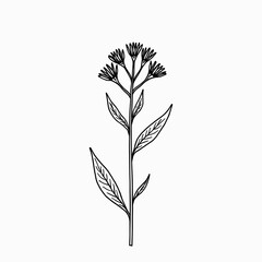 Obraz premium Line art illustration of a flower stem with leaves and buds 