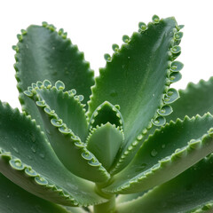 Close up of a kalanchoe daigremontiana plant with tiny plantlets on its leaves isolated on transparent background
