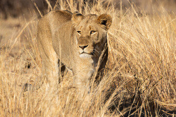 Lionesses (Panthera leo) playfully rubbing against each other near Olifantscamp in the Kruger National Park, Limpopo, South Africa 