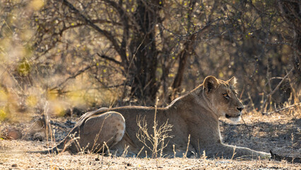 Lioness (Panthera leo) near Olifants Camp in the Kruger National Park, Mpumalanga, South Africa 
