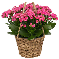 Vibrant pink kalanchoe flowers in a woven basket isolated on transparent background